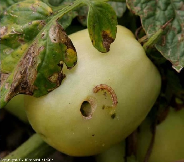 Dommages Et Contr Le Naturel De La Noctuelle De La Tomate