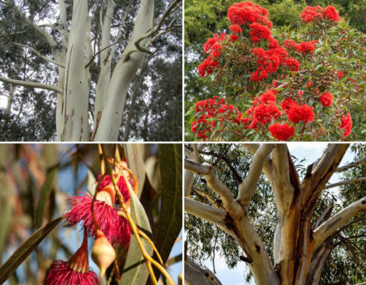 Eucalyptus Nouveautes 2024